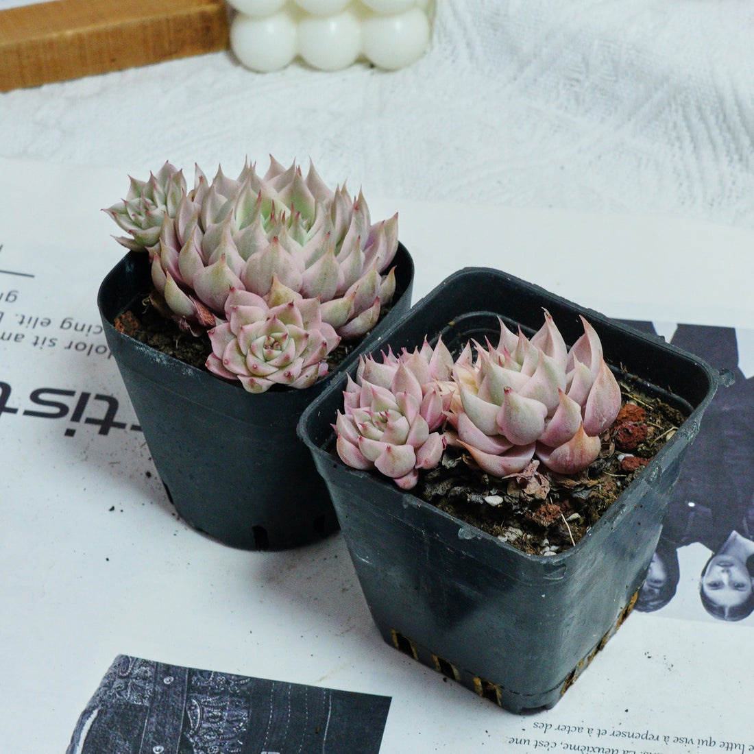 3'' Echeveria Margaret Variegated, Rare Live Succulent Plants