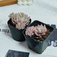 3'' Echeveria Margaret Variegated, Rare Live Succulent Plants