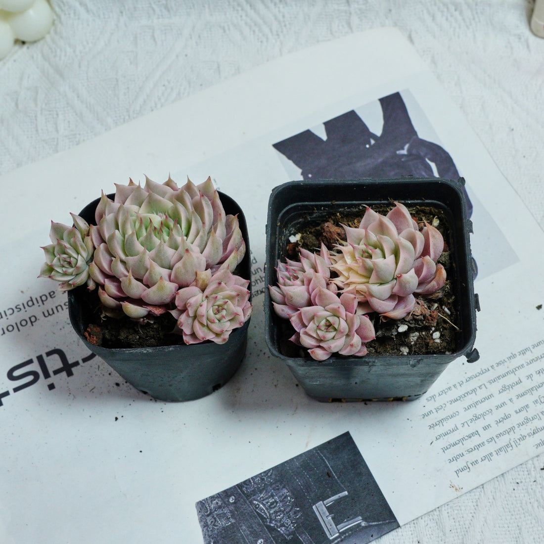 3'' Echeveria Margaret Variegated, Rare Live Succulent Plants