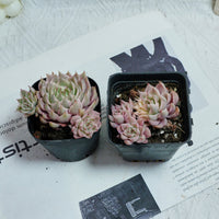 3'' Echeveria Margaret Variegated, Rare Live Succulent Plants