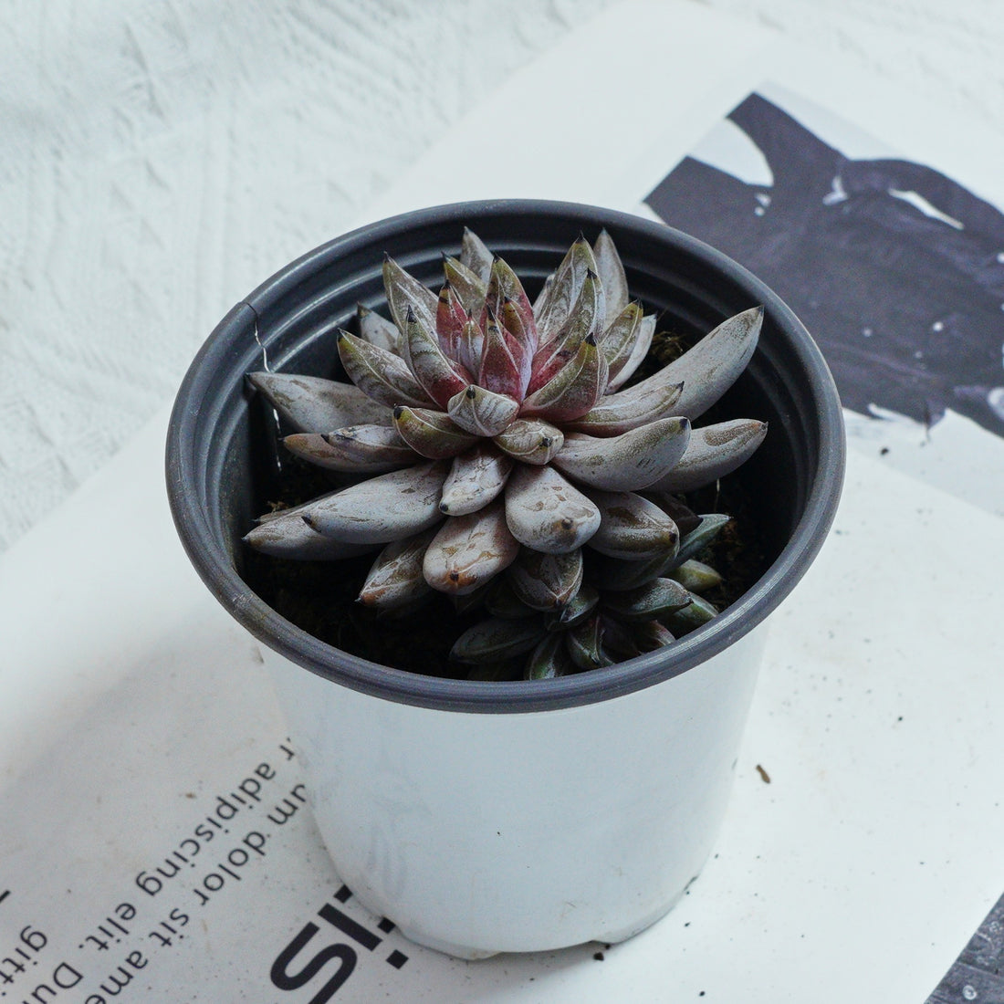 3.5'' Echeveria Unguiculata, Rare Live Succulent Plants