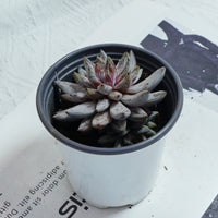 3.5'' Echeveria Unguiculata, Rare Live Succulent Plants