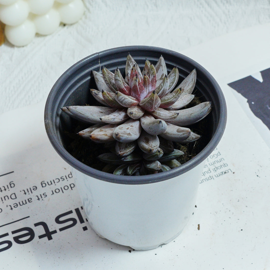 3.5'' Echeveria Unguiculata, Rare Live Succulent Plants