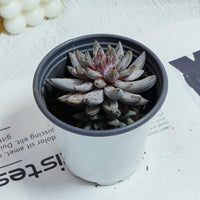 3.5'' Echeveria Unguiculata, Rare Live Succulent Plants