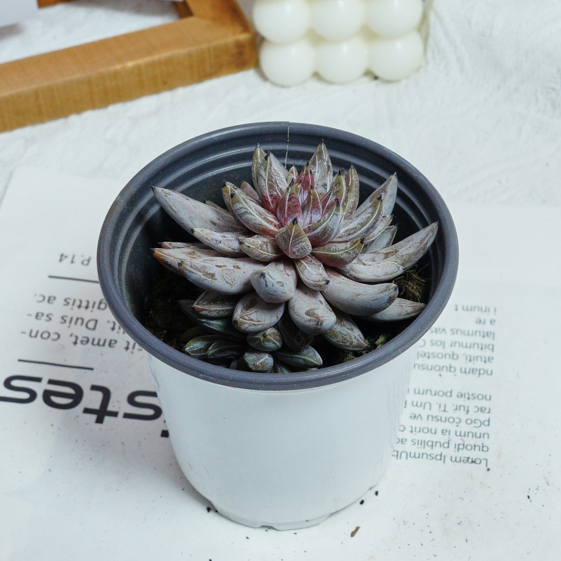 3.5'' Echeveria Unguiculata, Rare Live Succulent Plants