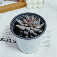 3.5'' Echeveria Unguiculata, Rare Live Succulent Plants