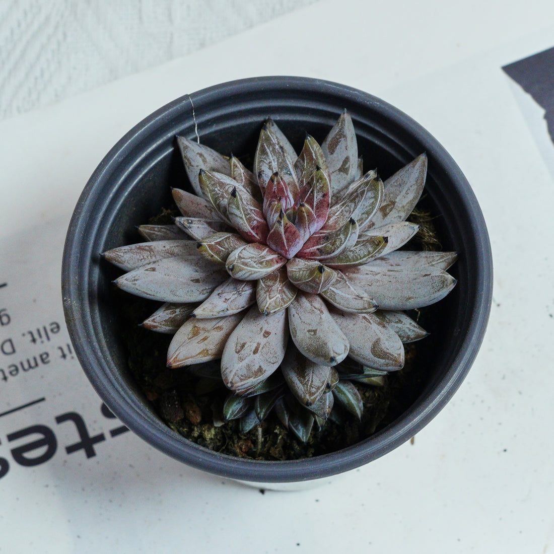 3.5'' Echeveria Unguiculata, Rare Live Succulent Plants