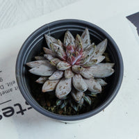 3.5'' Echeveria Unguiculata, Rare Live Succulent Plants