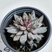 3.5'' Echeveria Unguiculata, Rare Live Succulent Plants