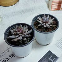 3.5'' Echeveria Unguiculata, Rare Live Succulent Plants