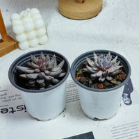 3.5'' Echeveria Unguiculata, Rare Live Succulent Plants