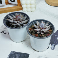 3.5'' Echeveria Unguiculata, Rare Live Succulent Plants