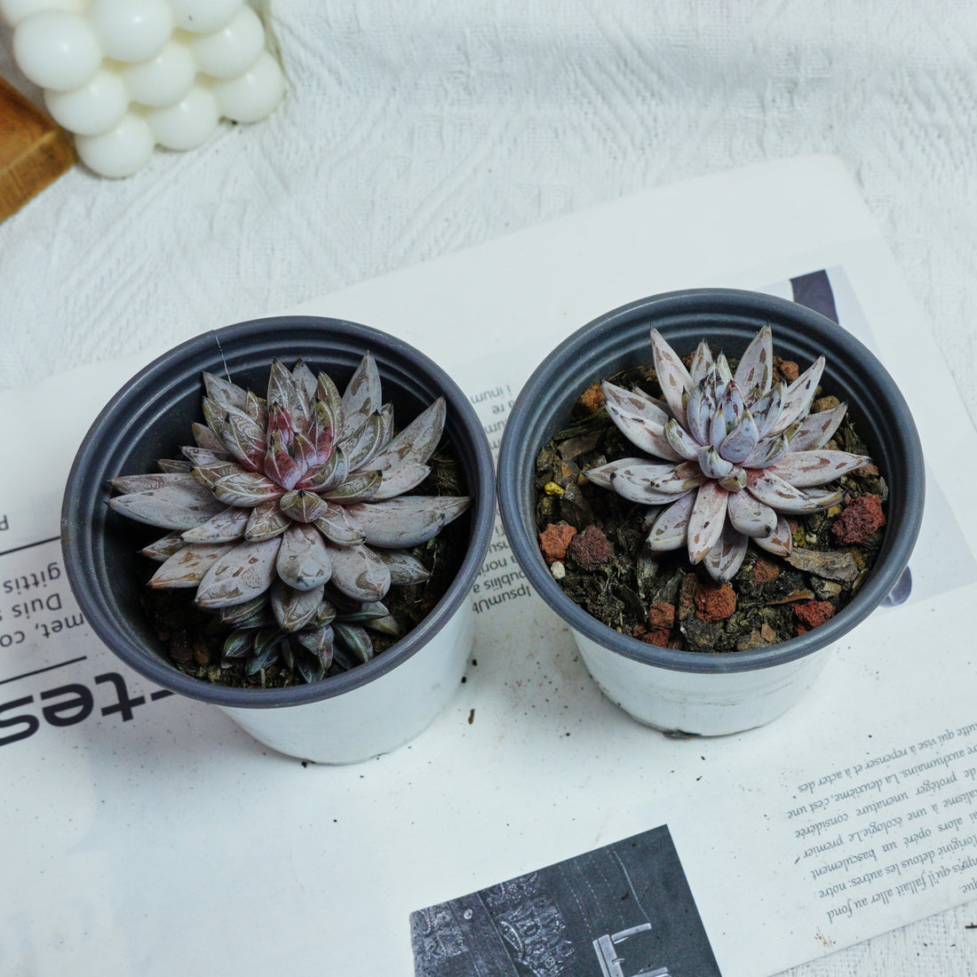 3.5'' Echeveria Unguiculata, Rare Live Succulent Plants