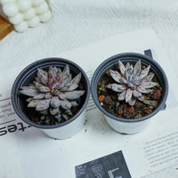 3.5'' Echeveria Unguiculata, Rare Live Succulent Plants