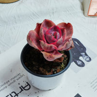 4'' Echeveria Monocerotis Variegated, Rare Live Succulent Plants