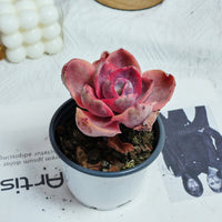 4'' Echeveria Monocerotis Variegated, Rare Live Succulent Plants