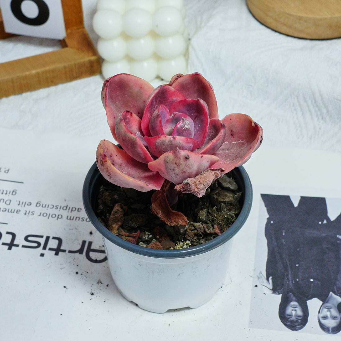 4'' Echeveria Monocerotis Variegated, Rare Live Succulent Plants