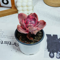 4'' Echeveria Monocerotis Variegated, Rare Live Succulent Plants