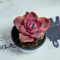 4'' Echeveria Monocerotis Variegated, Rare Live Succulent Plants