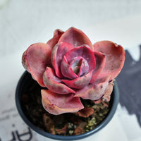 4'' Echeveria Monocerotis Variegated, Rare Live Succulent Plants