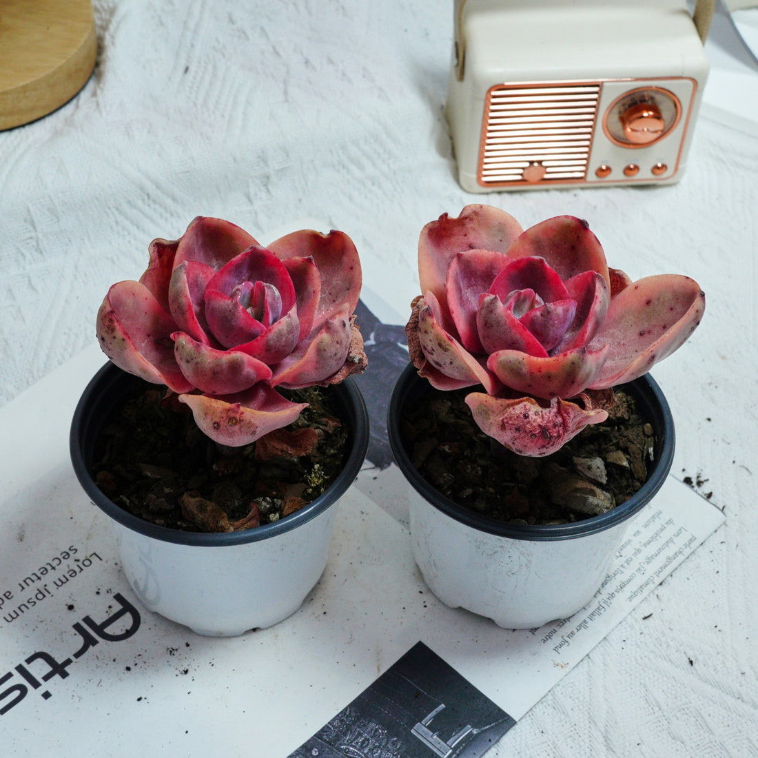 4'' Echeveria Monocerotis Variegated, Rare Live Succulent Plants