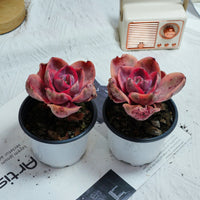 4'' Echeveria Monocerotis Variegated, Rare Live Succulent Plants