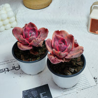 4'' Echeveria Monocerotis Variegated, Rare Live Succulent Plants