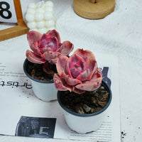 4'' Echeveria Monocerotis Variegated, Rare Live Succulent Plants
