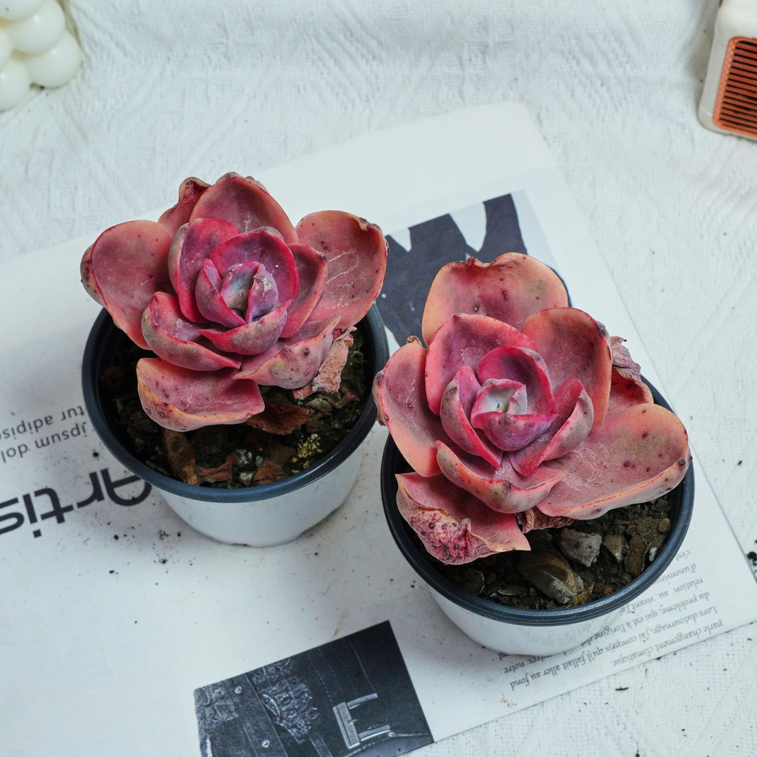 4'' Echeveria Monocerotis Variegated, Rare Live Succulent Plants