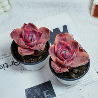 4'' Echeveria Monocerotis Variegated, Rare Live Succulent Plants
