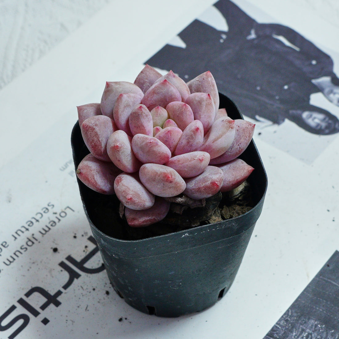 2.5'' Echeveria Pinellia, Rare Live Succulent Plants