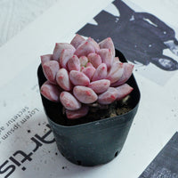 2.5'' Echeveria Pinellia, Rare Live Succulent Plants