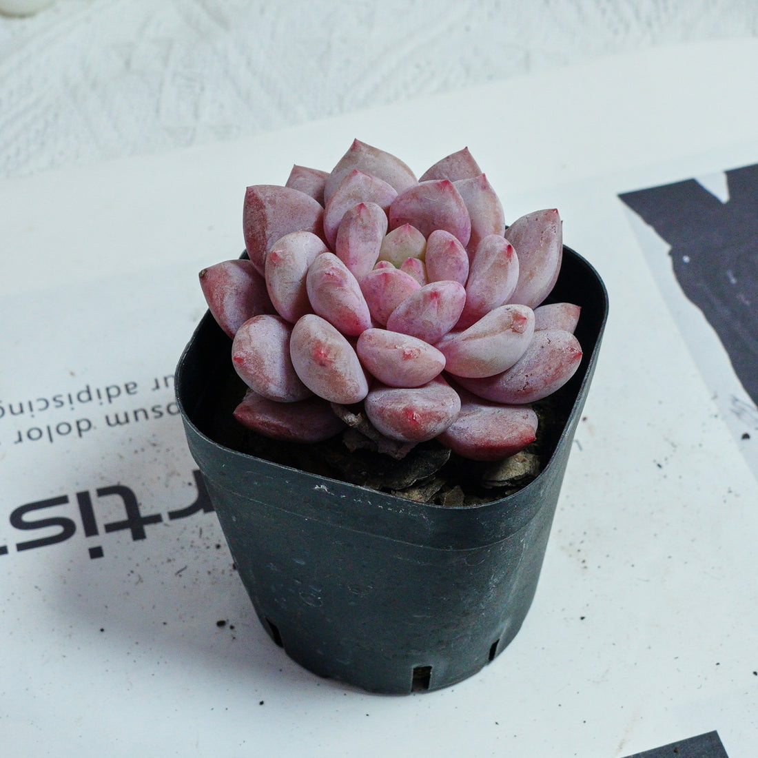 2.5'' Echeveria Pinellia, Rare Live Succulent Plants