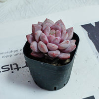 2.5'' Echeveria Pinellia, Rare Live Succulent Plants