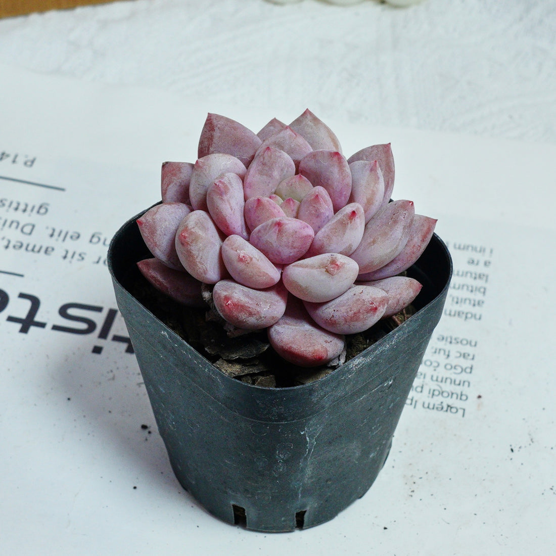 2.5'' Echeveria Pinellia, Rare Live Succulent Plants