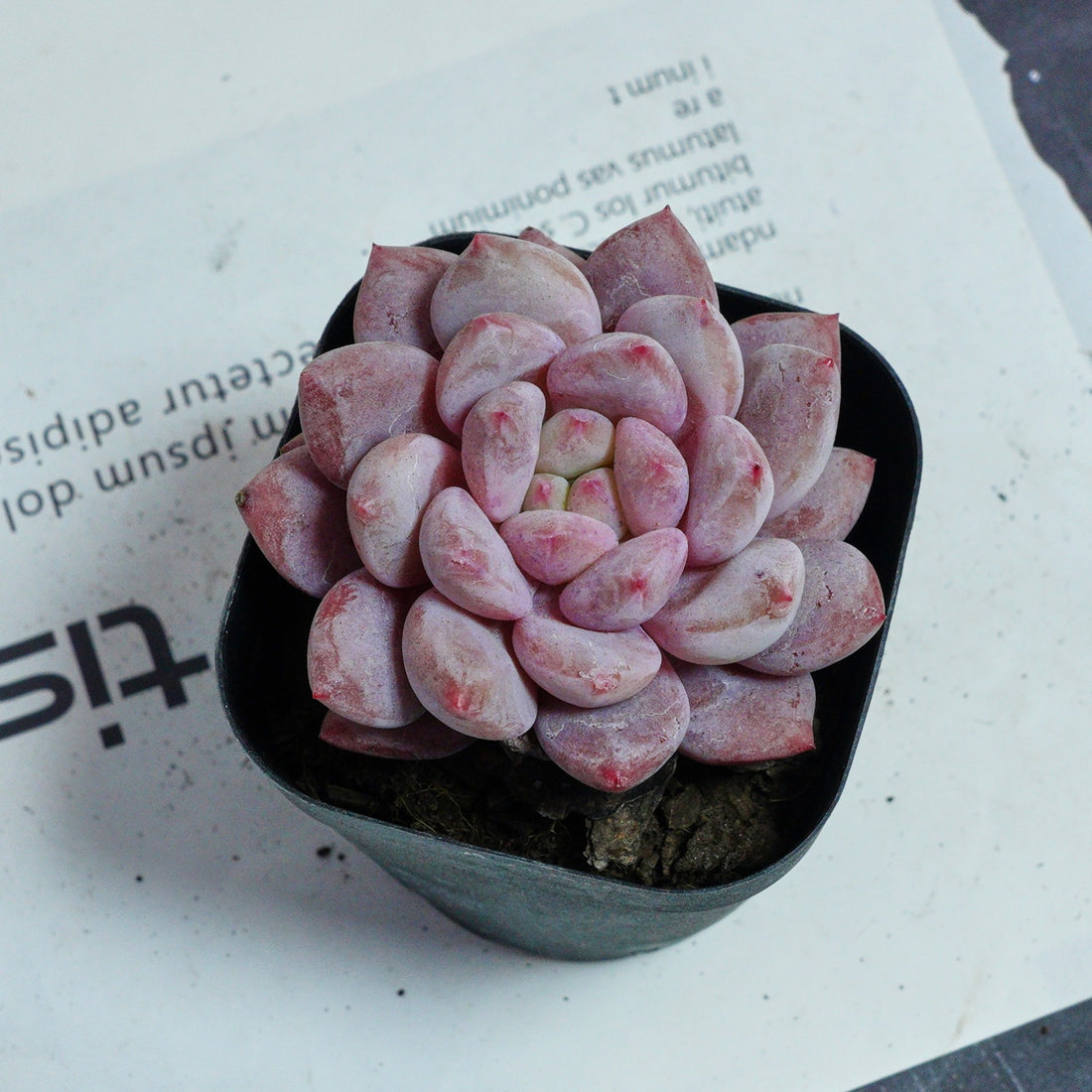 2.5'' Echeveria Pinellia, Rare Live Succulent Plants