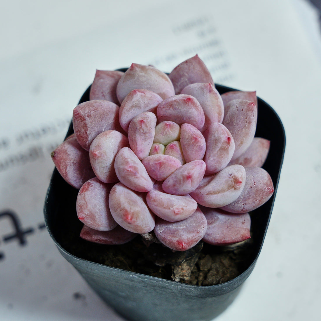 2.5'' Echeveria Pinellia, Rare Live Succulent Plants