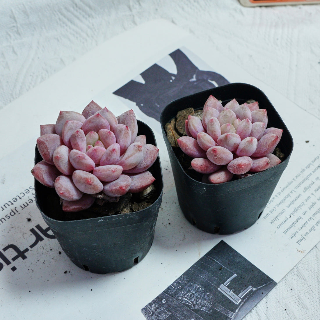 2.5'' Echeveria Pinellia, Rare Live Succulent Plants