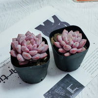 2.5'' Echeveria Pinellia, Rare Live Succulent Plants