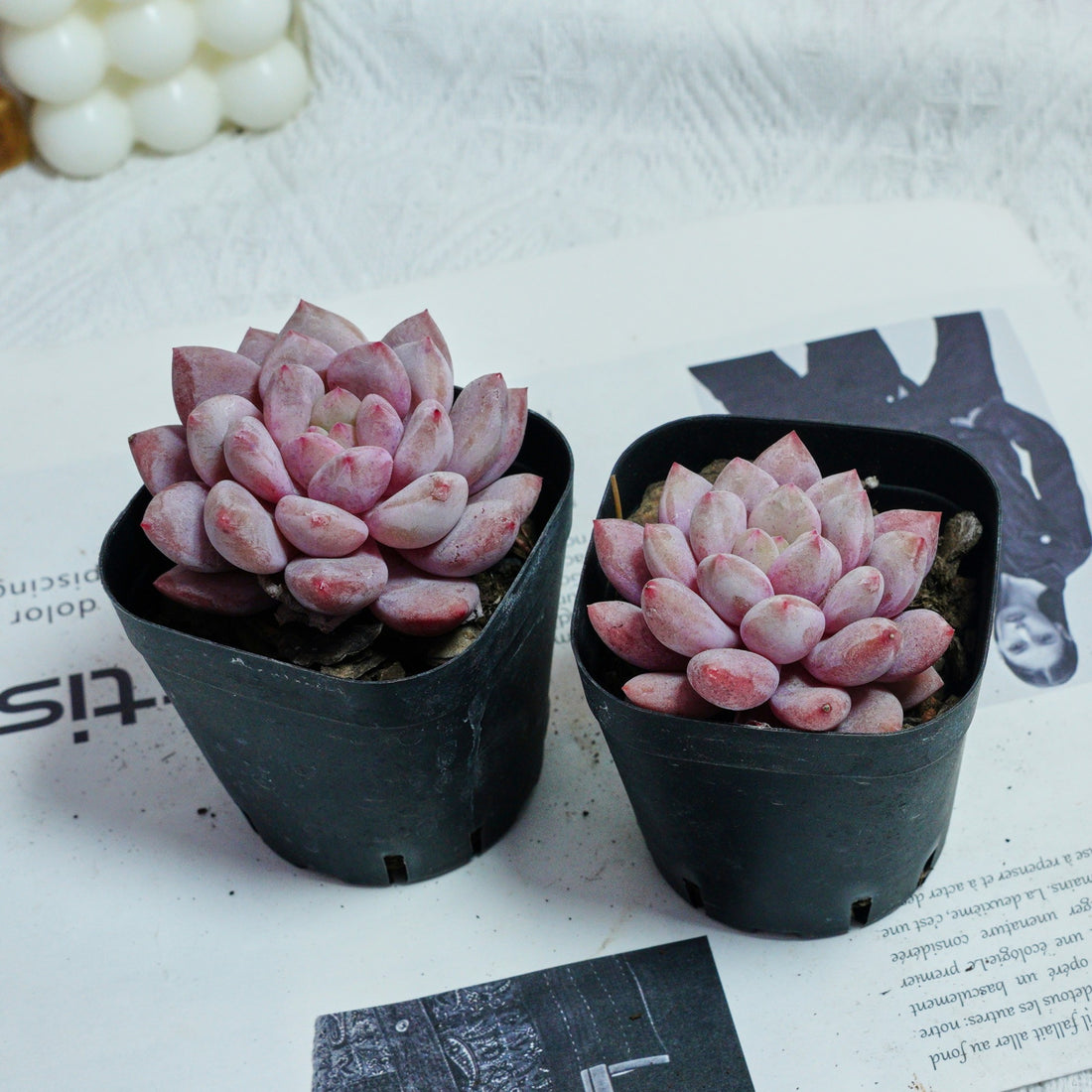 2.5'' Echeveria Pinellia, Rare Live Succulent Plants