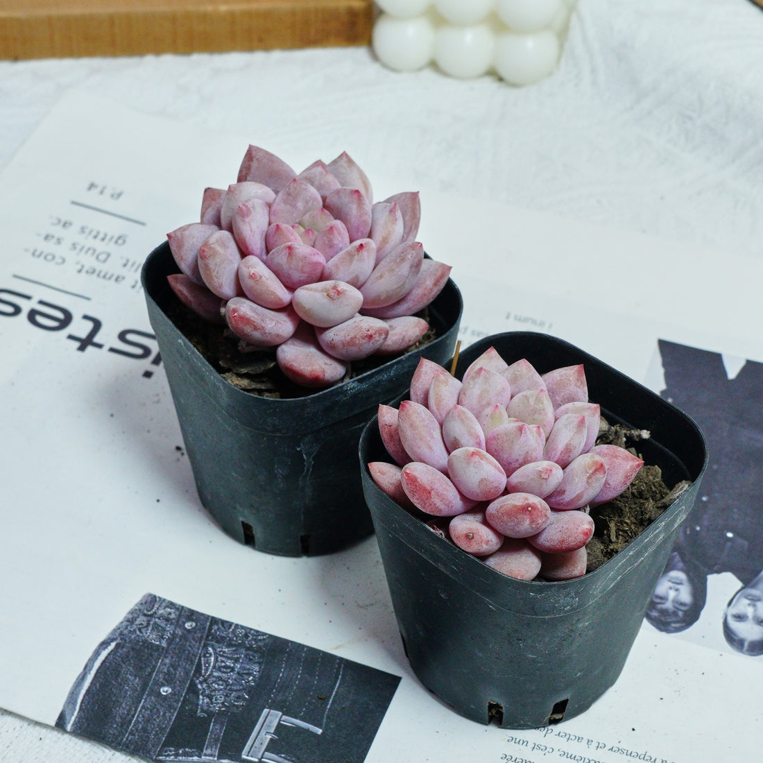2.5'' Echeveria Pinellia, Rare Live Succulent Plants