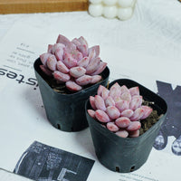 2.5'' Echeveria Pinellia, Rare Live Succulent Plants