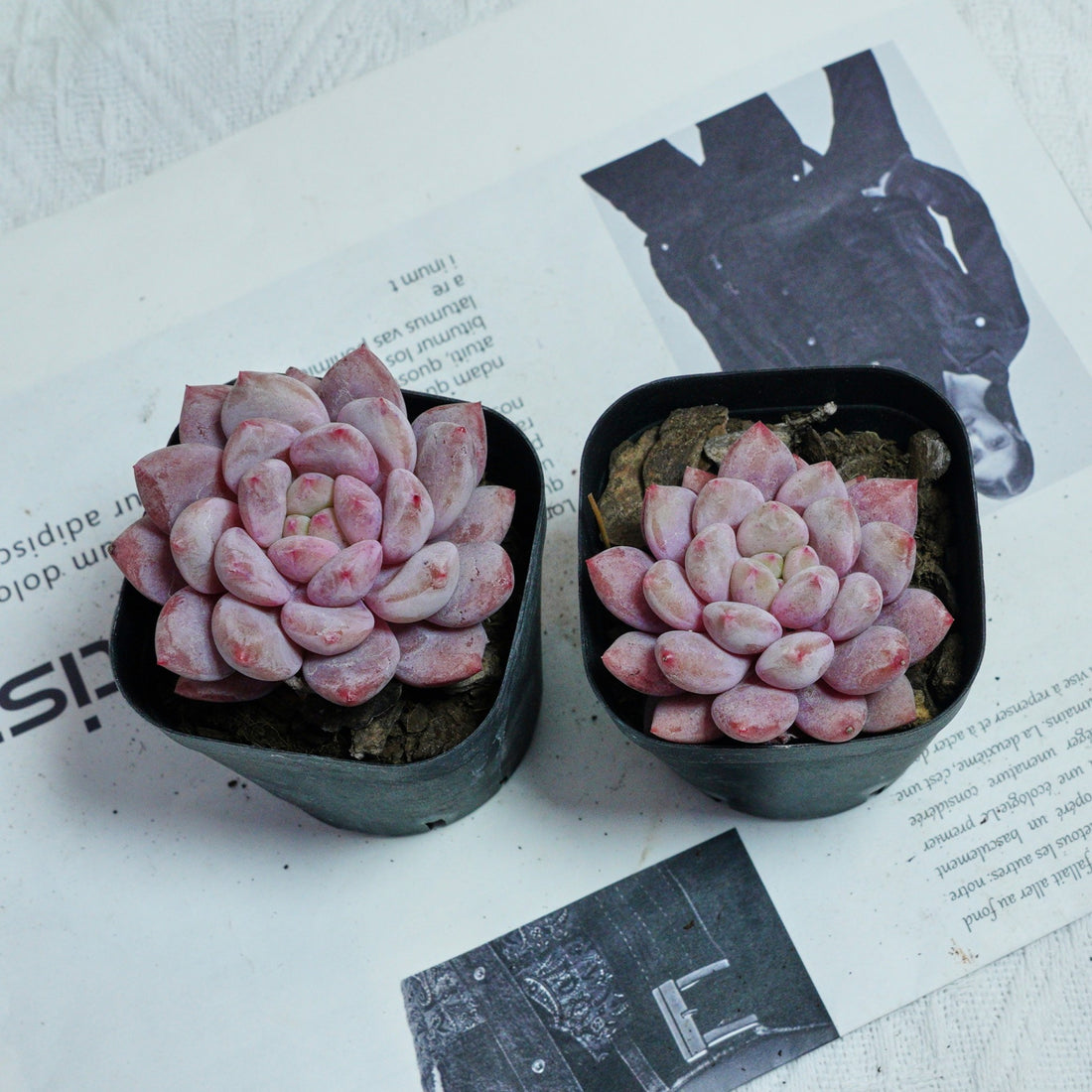 2.5'' Echeveria Pinellia, Rare Live Succulent Plants