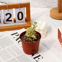 2.5'' Echeveria Tango Variegated, Rare Live Succulent Plants