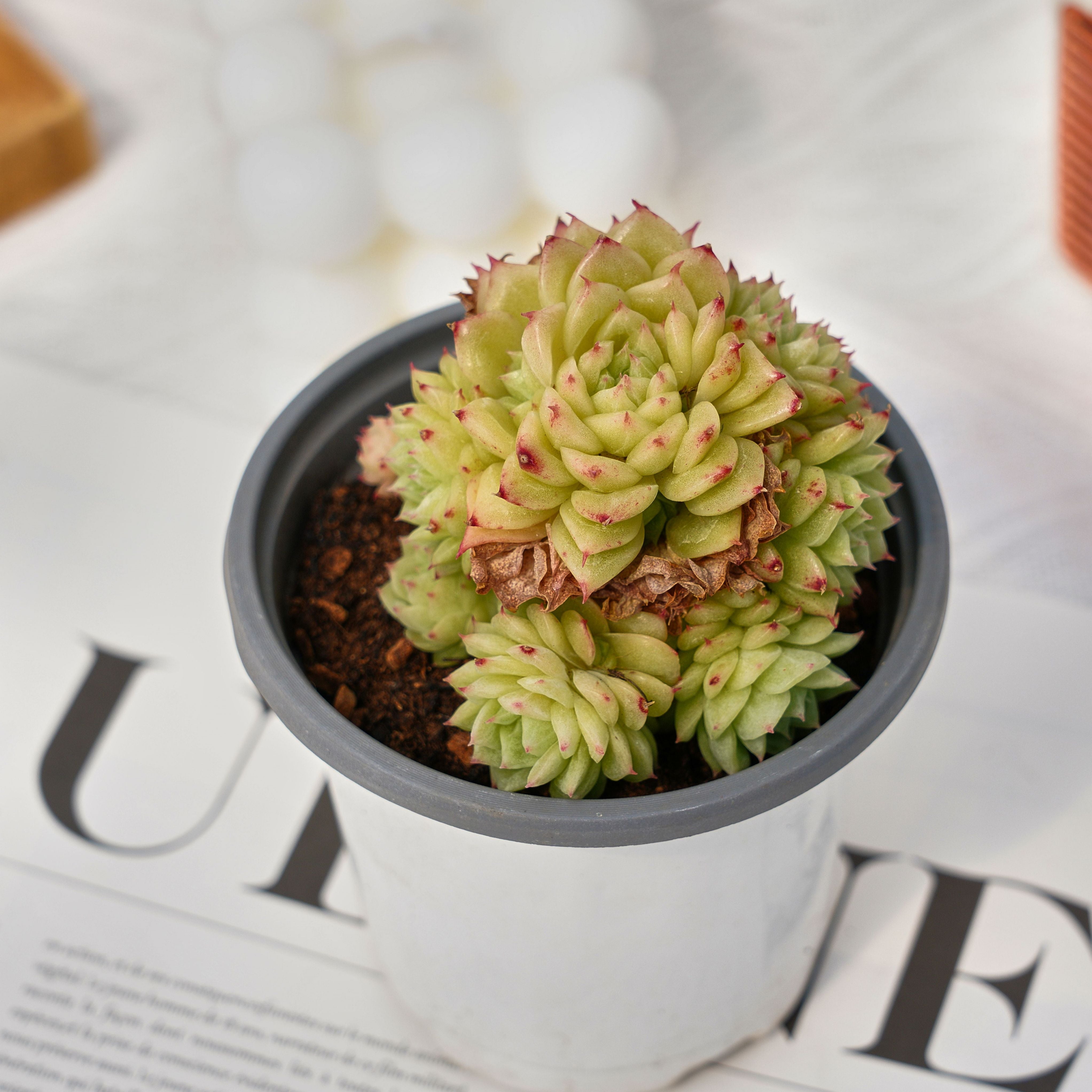 snow succulent 3'' Echeveria Snow Figure, Rare Live Succulent Plants – cocosucculent