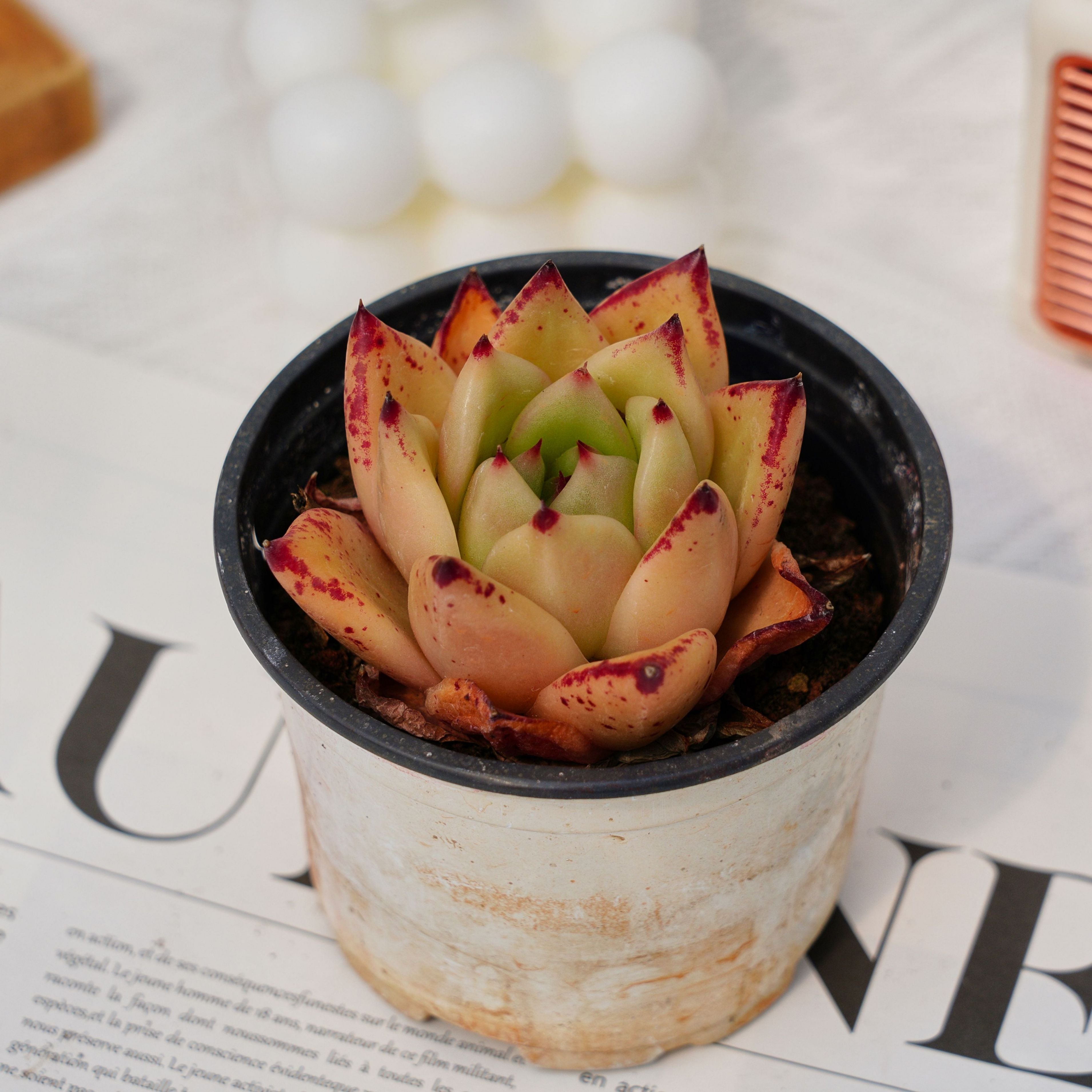 peridot passion succulent 2.5'' Echeveria Pidan, Rare Live Succulent Plants – cocosucculent