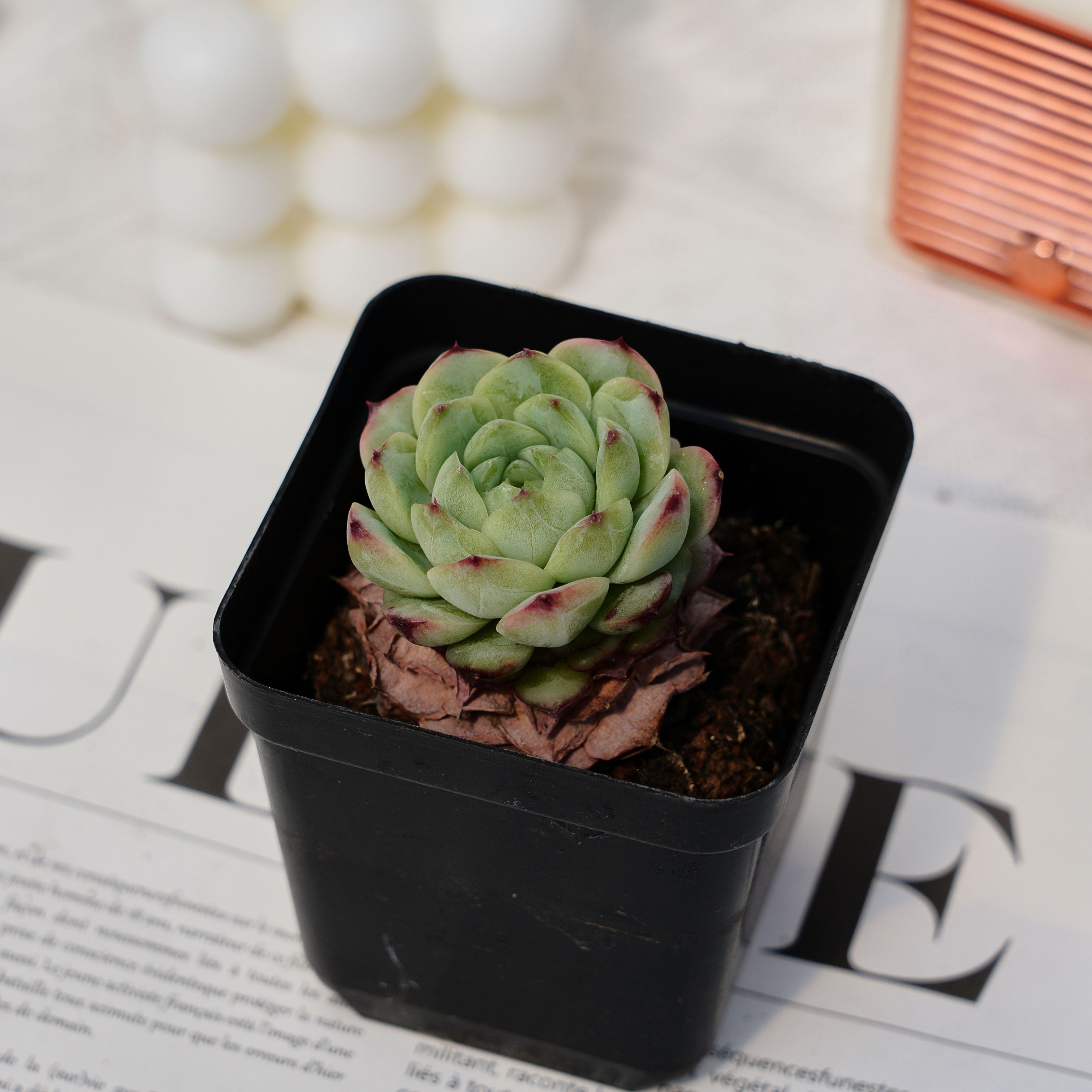 echeveria red velvet succulent 2.5'' Echeveria Red Velvet, Rare Live Succulent Plants – cocosucculent