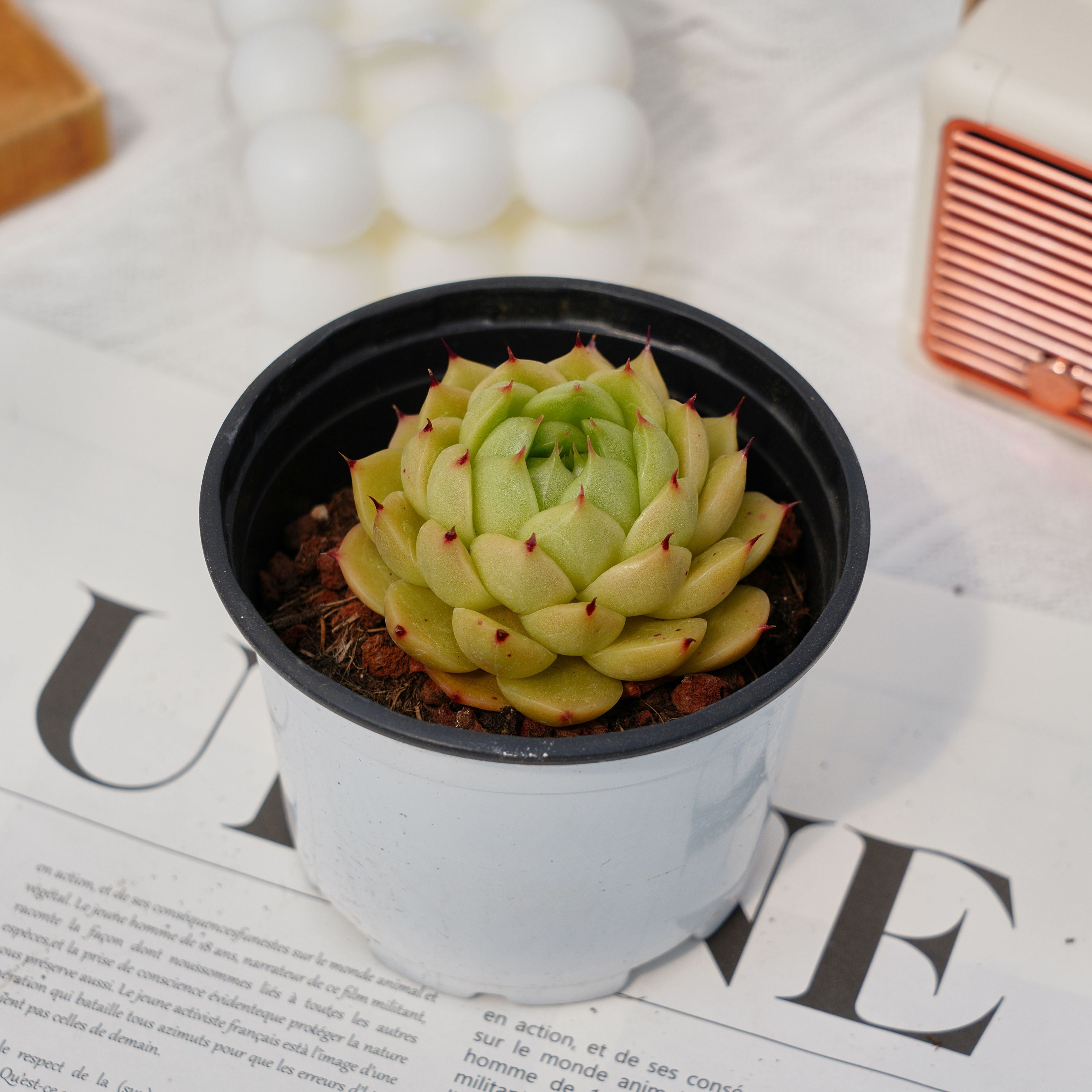premier succulents etsy 3'' Echeveria Felicie, Rare Live Succulent Plants – cocosucculent