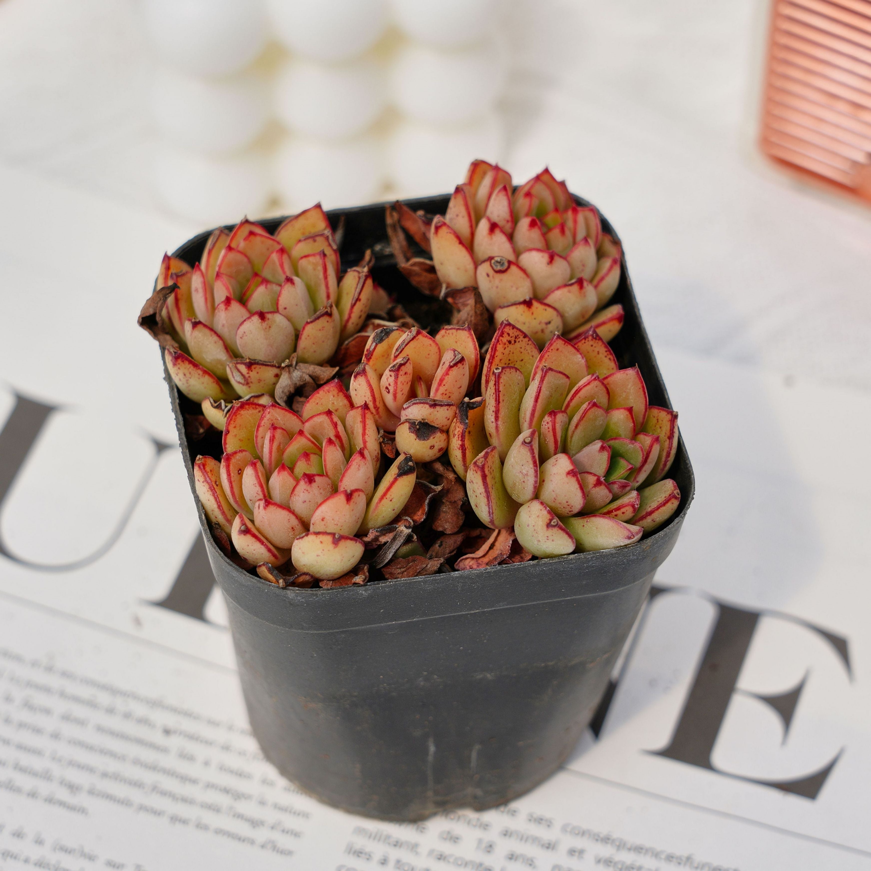 2.5'' Echeveria Cinderella, Rare Live Succulent Plants – cocosucculent