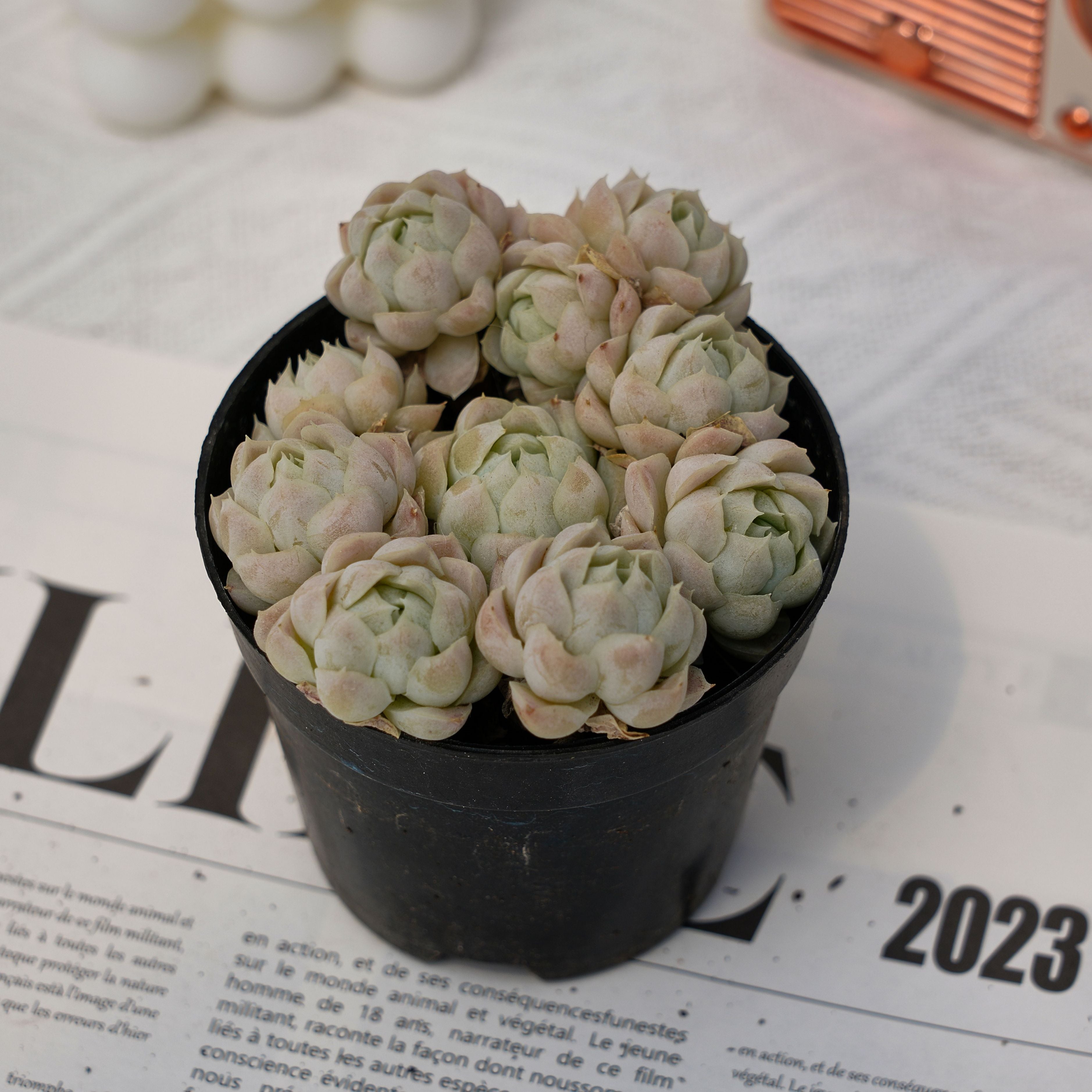 white echeveria succulent 4'' Echeveria White Elegans, Rare Live Succulent Plants – cocosucculent